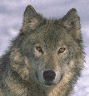T te De Loup T te De Loup